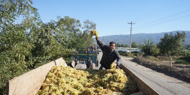 Şaraplik Üzümlerini 20 Kuruşa Satabilmek İçin Kuyruk Oluşturdular