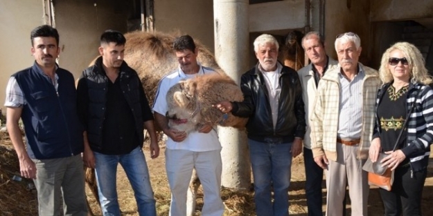 Selçuk’taki Deveciler İsyanda