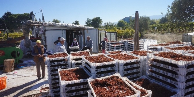 Sarıgöl Üzüm Kurutma Tesisi İstiyor