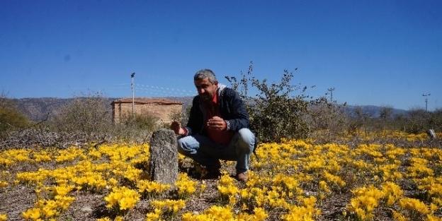 Mezarlık Çiçek Açtı