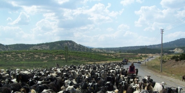 Korkuteli’nde Sertifikalı Çoban Kursu Başlıyor