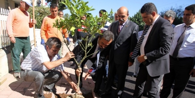 Çukurova’da Turunç Dikimine Başlandı