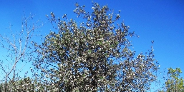 Havran’da Ahlatlar Çiçek Açtı