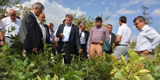 Yuntdağı’na Yaklaşık 50 Bin Antep Fıstığı Fidanı Dağıtılacak