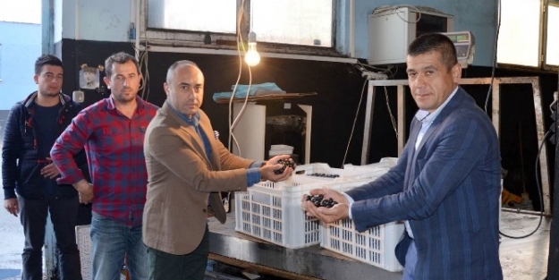 Marmarabirlik zeytin almaya başladı