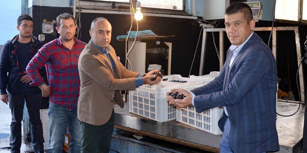 Marmarabirlik'te zeytin alımı başladı