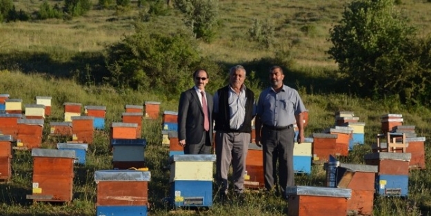 Karadeniz Arıcılarına Cazip Şeker Projesi