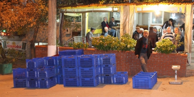 Zeytinde çiftçi üzgün