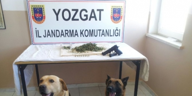 Yozgat Jandarma’nın Has İsimli Narkotik Köpeği Uyuşturucuya Geçit Vermiyor