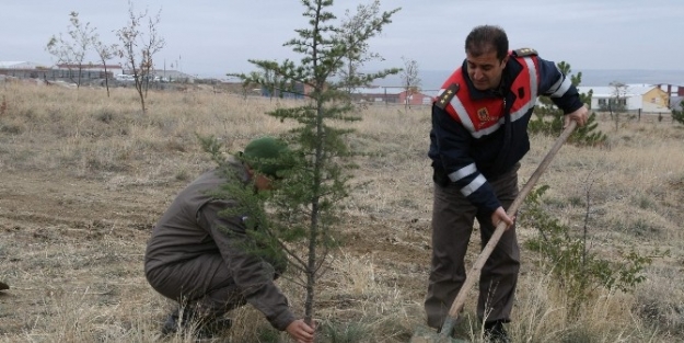 Kulu Jandarması 526 Sedir Fidanını Toprakla Buluşturdu