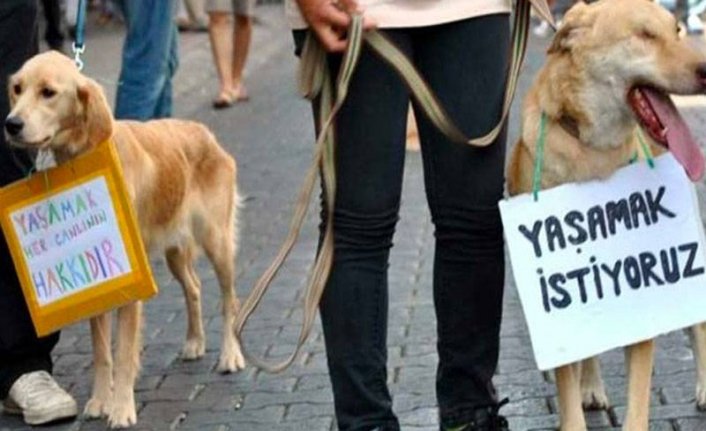 Kediyi fırında yakarak katletmişti! O cani tahliye edildi