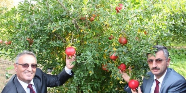 Manisa Nar Üretiminde 11’inci Sırada