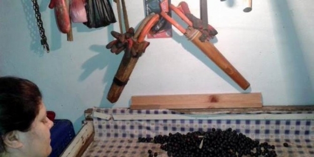 Erdek’te Zeytin Alımları Başladı