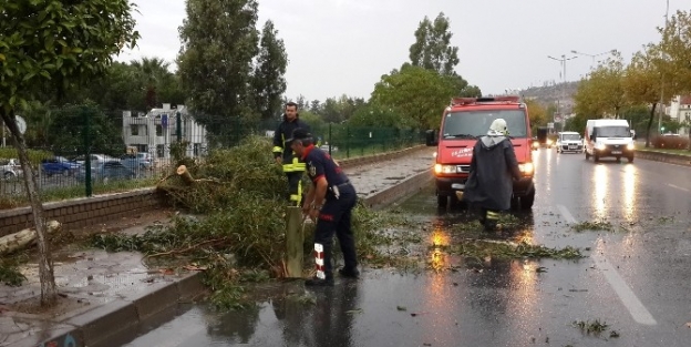 Aydın’da Fırtına Ağaç Devirdi