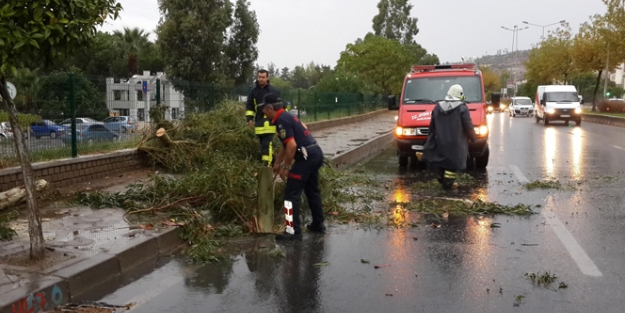 Şiddetli fırtına ağaçları devirdi