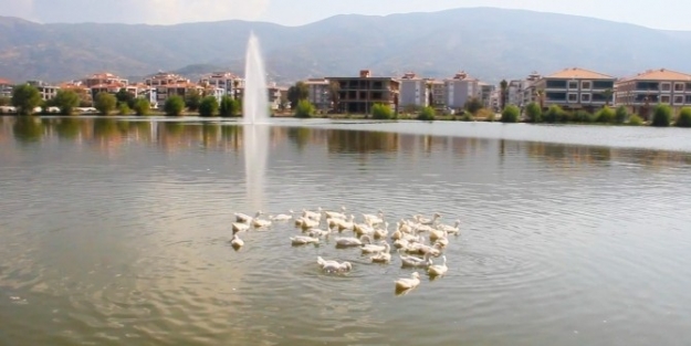Tire’nin Göleti’nde Doğal Yaşam Renklendi