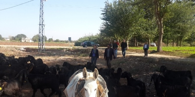 Kilis Keçisi Yetiştiriciliği Her Geçen Gün Artıyor