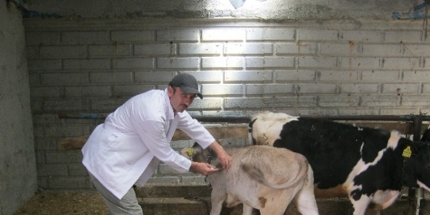 Beyşehir’de Büyükbaş Hayvanlara Şap Aşısı