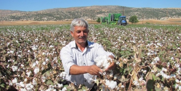 Araban Ovası’nda Pamuk Toplama Ücreti Belirlendi