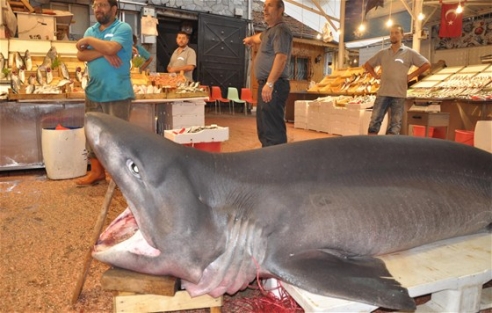 Dev köpek balığı yakalandı