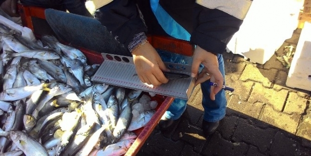 Zabıtadan Balık Denetimi