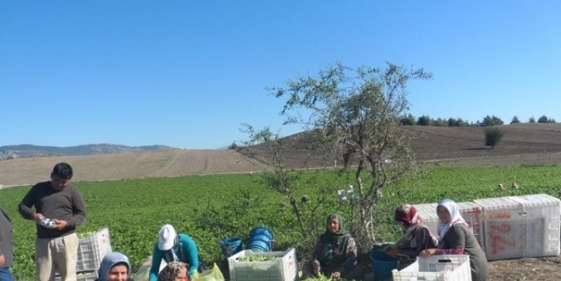 Asenalar Fasulye Tarlasında