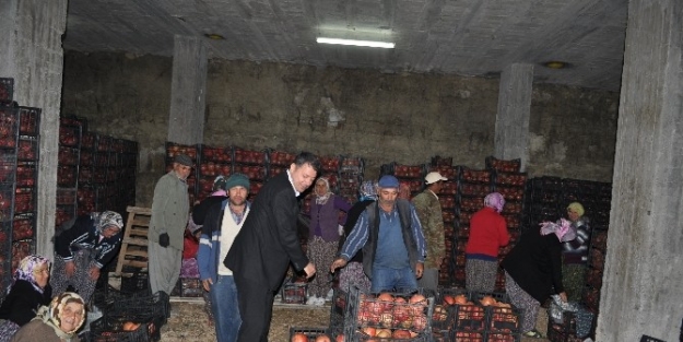 Soğuk Hava Depoları, Silifke Ekonomisine Katkı Sağlıyor