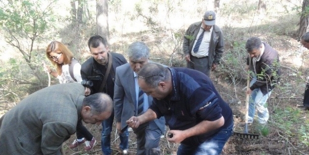 Adana’da Mantar Sezonu Başladı