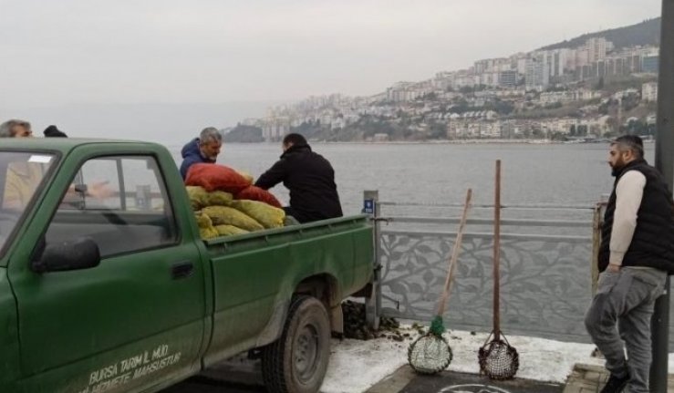 Bursa'da kaçak midye avcılarına operasyon!