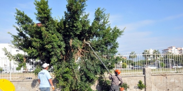 Erdemli’deki Parklar Kış Bakımında