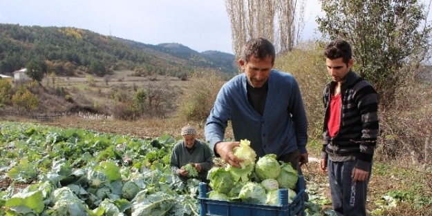 Alucra’da Lahana Hasadı Başladı