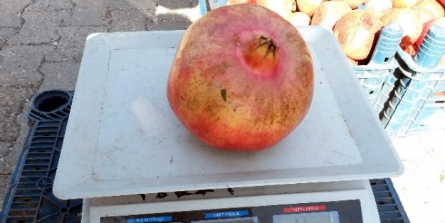 Kiloluk Narlar Büyük İlgi Görüyor