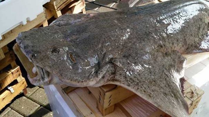 Marmara'dan çıkan dev vatoz şaşırttı