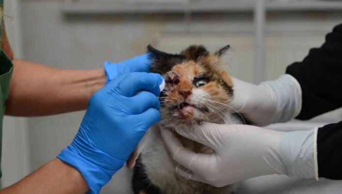 Bursa'da trafik kazasında ağır yaralanan kedi, ameliyatla hayata döndürüldü