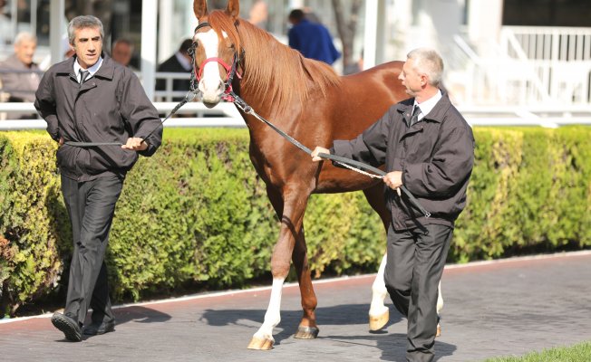 Bursa'da yetiştirilen Arap tayları rekor fiyata satıldı
