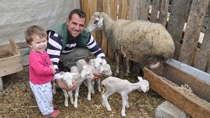 Malkara'da merinos cinsi koyun bir defada beşiz doğurdu