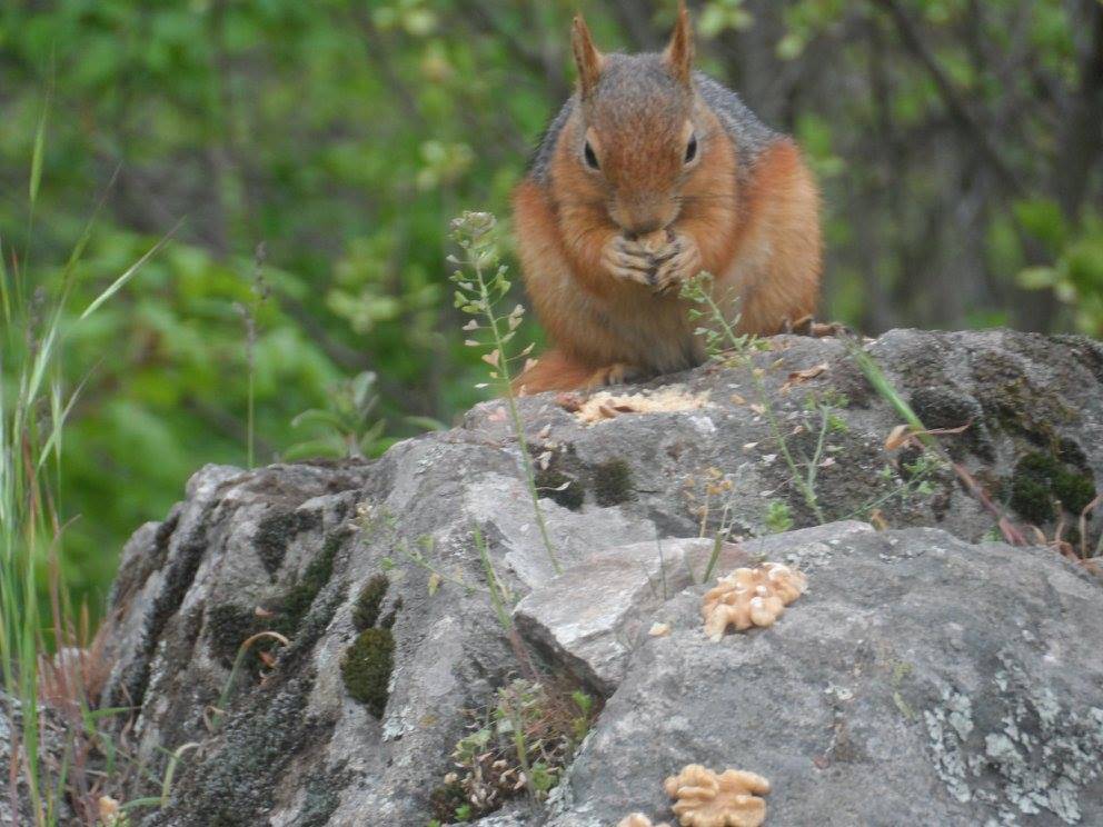 Bursa'da görenleri şaşkına çeviren dostluk!