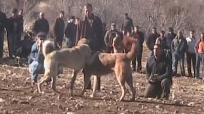 Para kazanma uğruna vahşet; 'Kangal Süper Ligi' 81 ilde düzenleniyor!