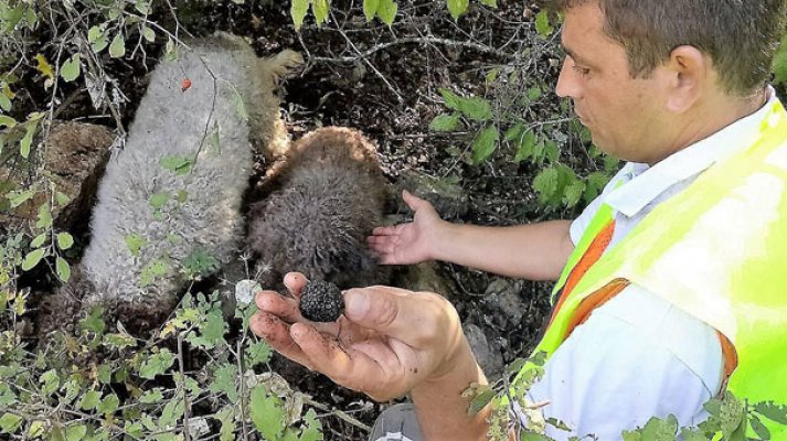 Köpeklerin bulduğu 'trüf ormanı' korumaya alındı