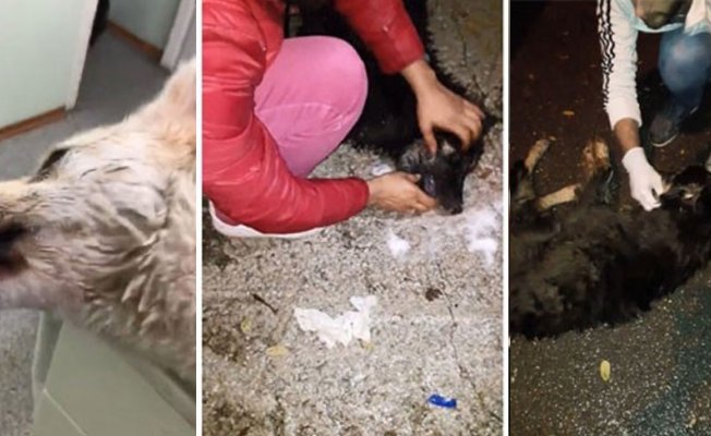 Can çekişen köpeklerin görüntüleri olay oldu!