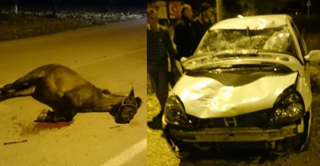 Bursa'da otomobilin çarptığı at öldü, araç ise pert oldu