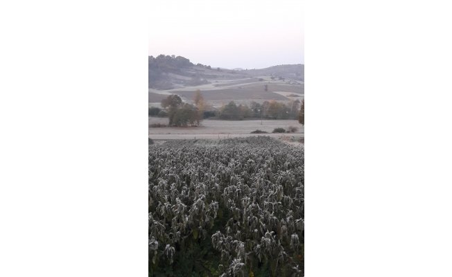 Bursa'da İznik ovasını kırağı vurdu