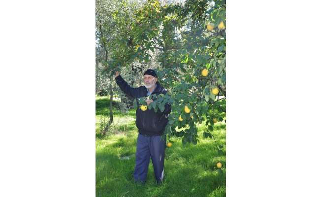 Bir ağaçta iki meyve