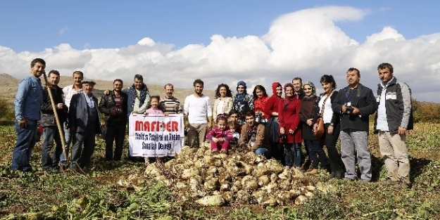 Elma Ve Pancar Hasadı Fotoğraflandı