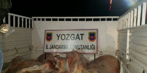 Yozgat Jandarma 500 Kilo Kaçak Et Yakaladı