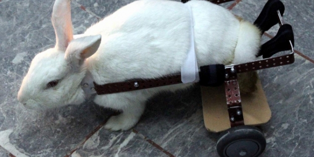 Pamuk protez bacakları sayesinde yürüyebilecek!