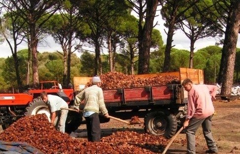 Chpli Yüksel: "kozak’ta Çiftçi Perişan"