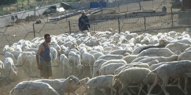 Koyunlara Yıllarca Haksızlık Edilmiş