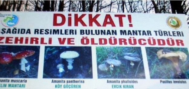 Ormanlara ‘zehirli Mantar’ Uyarı Tabelası