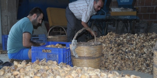 Depolarda Bekletilen İncircirde Aflatoksin Uyarısı